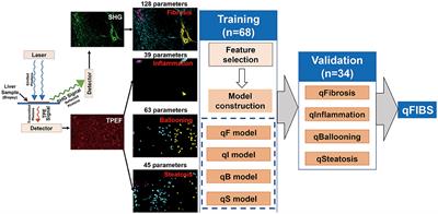 Developing a New qFIBS Model Assessing Histological Features in Pediatric Patients With Non-alcoholic Steatohepatitis